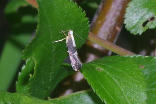 Argyresthia sp.